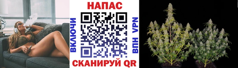 Канабис сатива  дарнет шоп  Алексин 